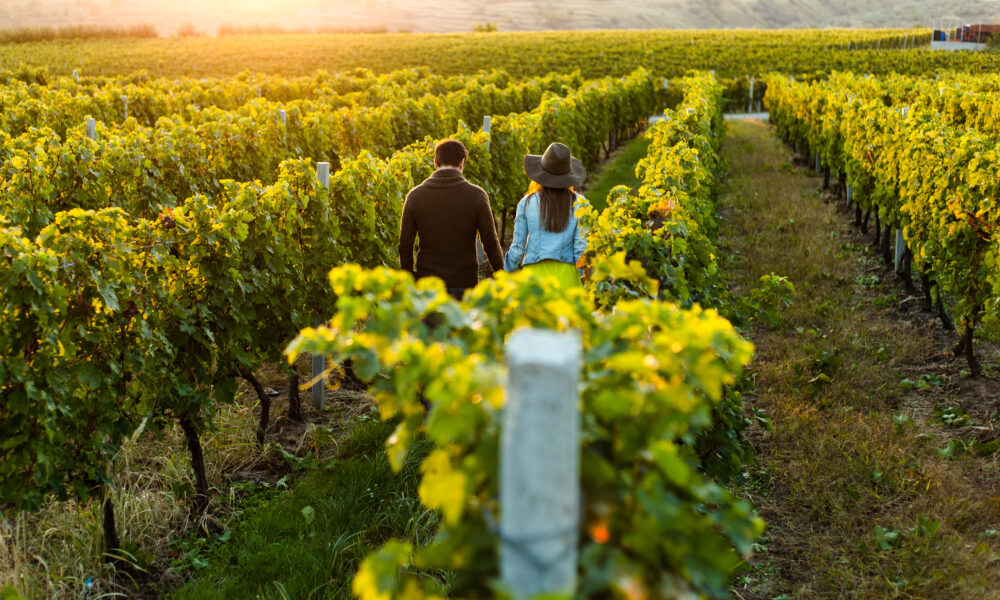 Lisbon's Wine Trail The 10 Best Wineries to Explore The Lisbon Guide