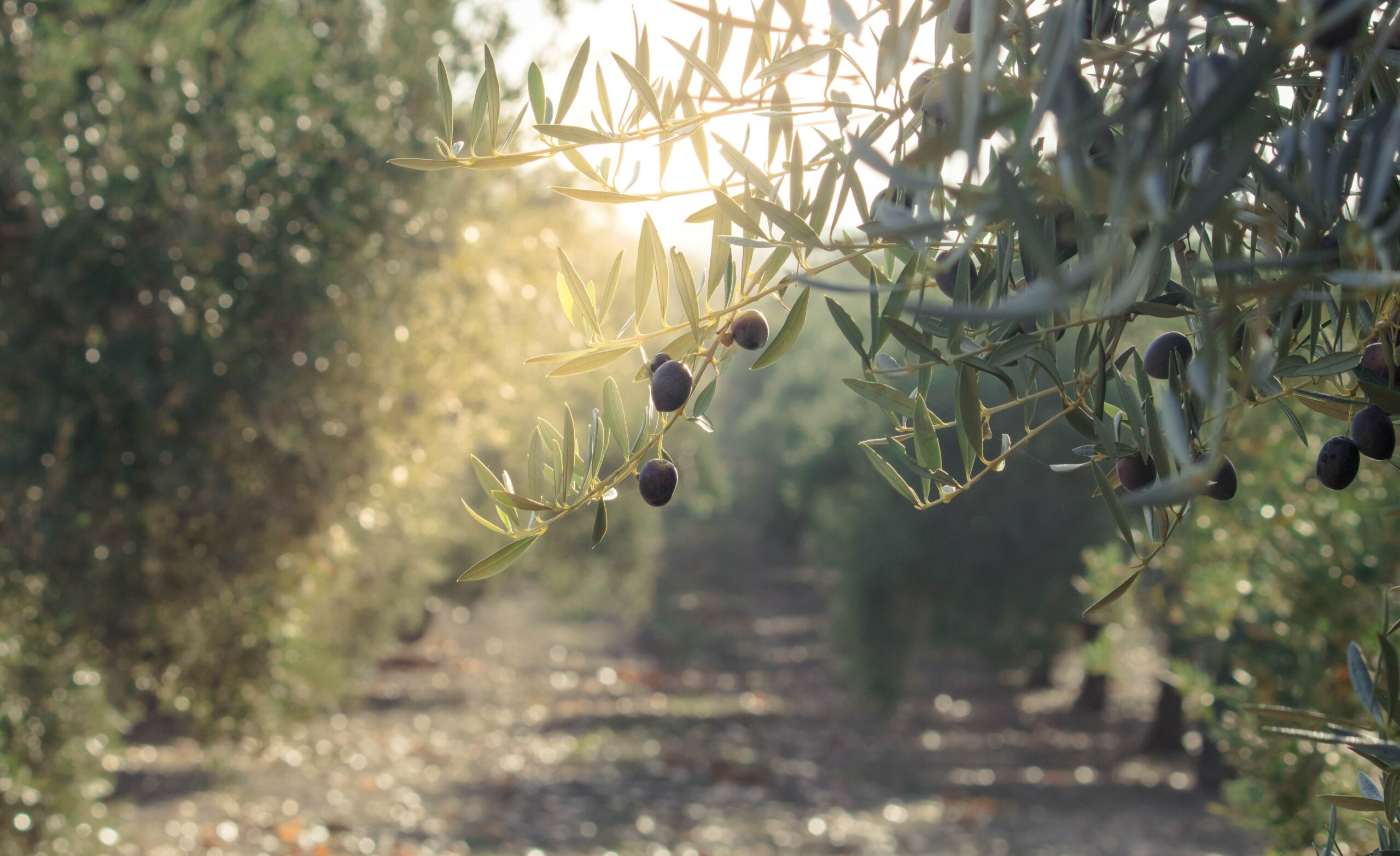 olive_tree_portugal_oil_tours