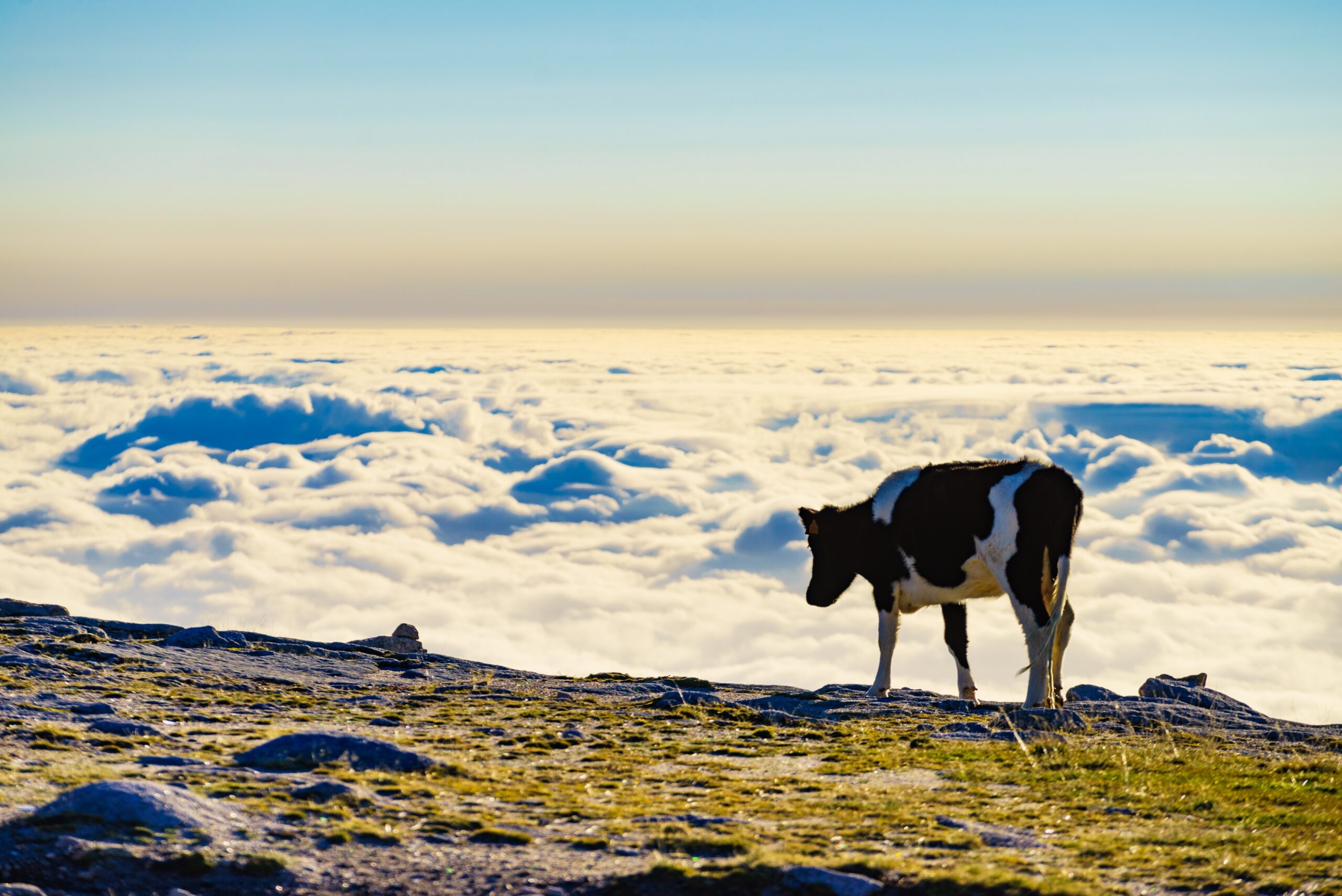 serra_estrela_tours_nature_landscape_animals_portugal