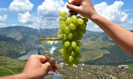 Discovering Portugal’s Top 12 Must-Visit Wineries