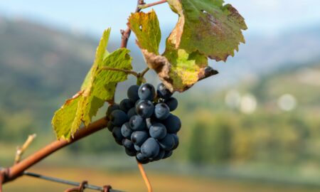 Exploring the Best 5 Wineries Near Lisbon and Beyond
