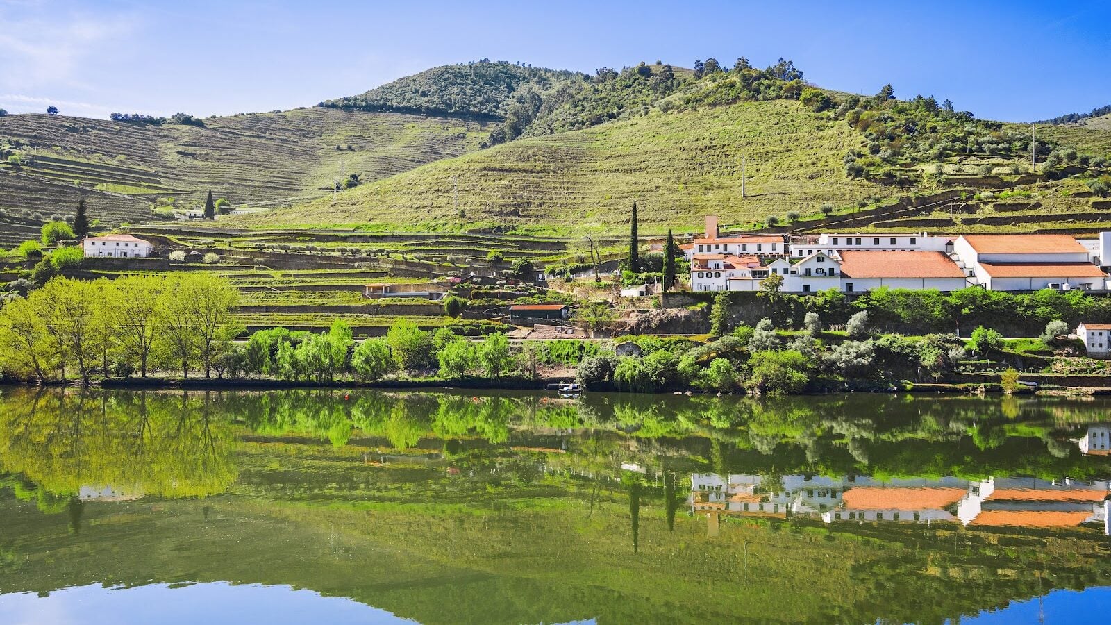 Reading Portugal Through Its Vineyards