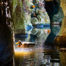 Quinta_Regaleira_Portugal_Sintra_tours Quinta_Regaleira_Portugal_Sintra_tours