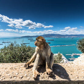 gibraltar_day_trip_monkeys gibraltar_day_trip_monkeys