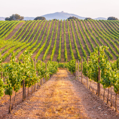 wineries_to_visit_from_lisbon
